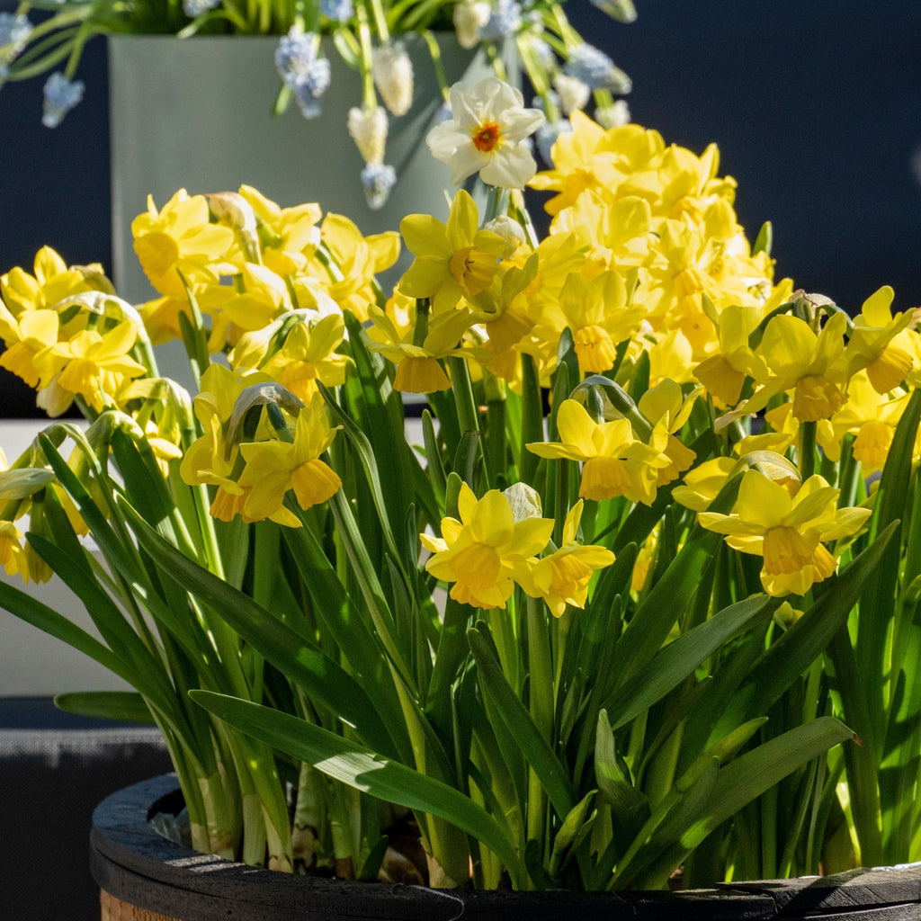 Lote de 50 narcisos Tête-à-Tête – Planta de exterior