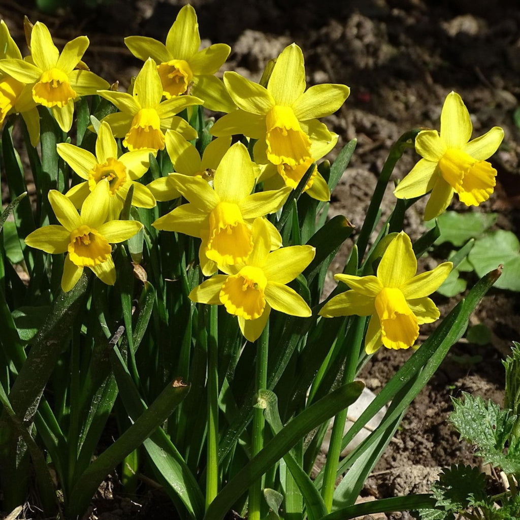 Lote de 50 narcisos Tête-à-Tête – Planta de exterior