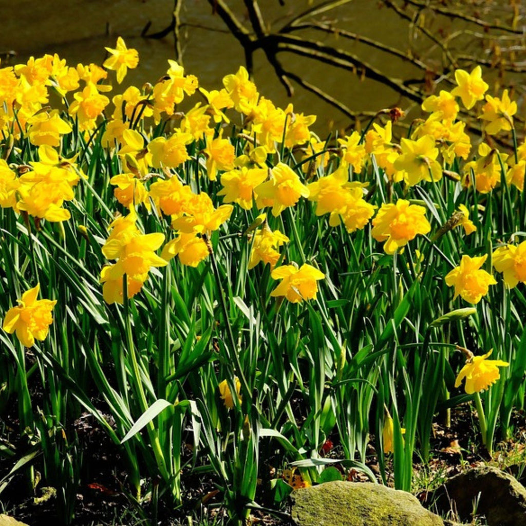 Lote de 50 narcisos Tête-à-Tête – Planta de exterior