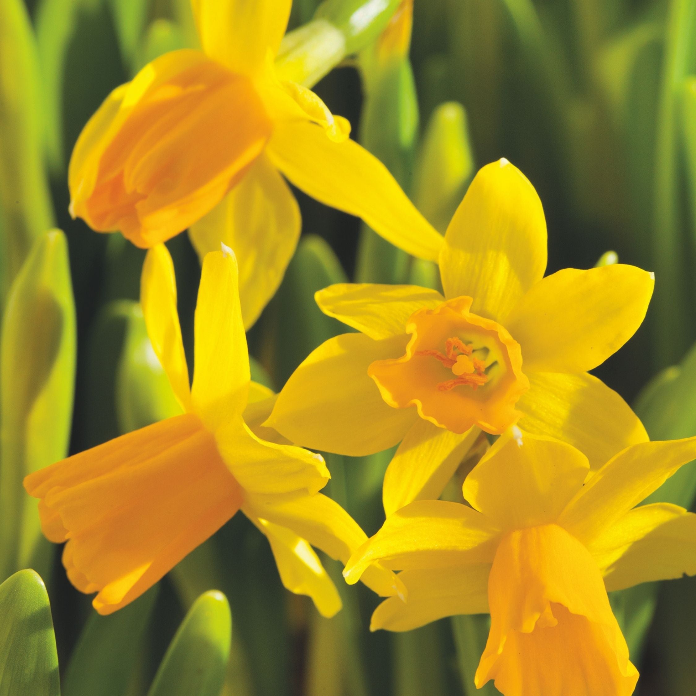 Lote de 50 narcisos Tête-à-Tête – Planta de exterior