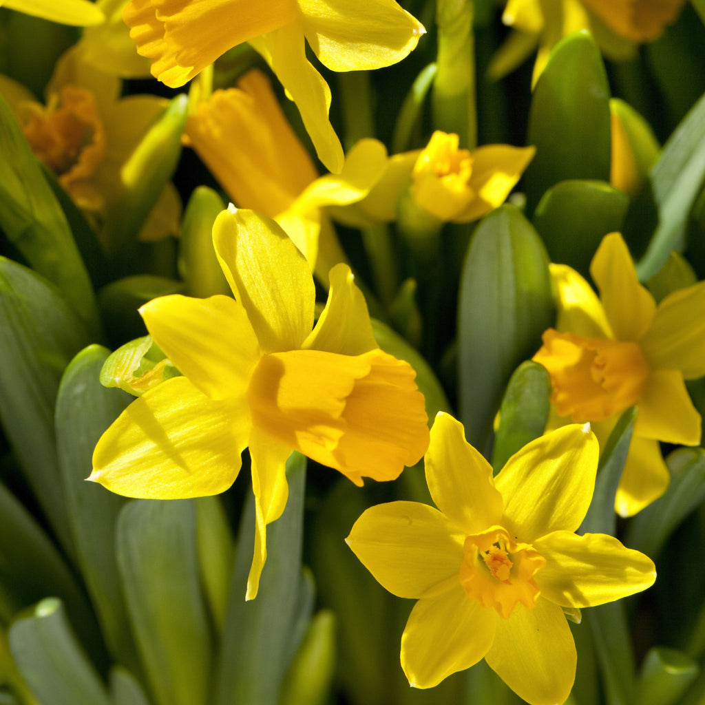 Lote de 50 narcisos Tête-à-Tête – Planta de exterior