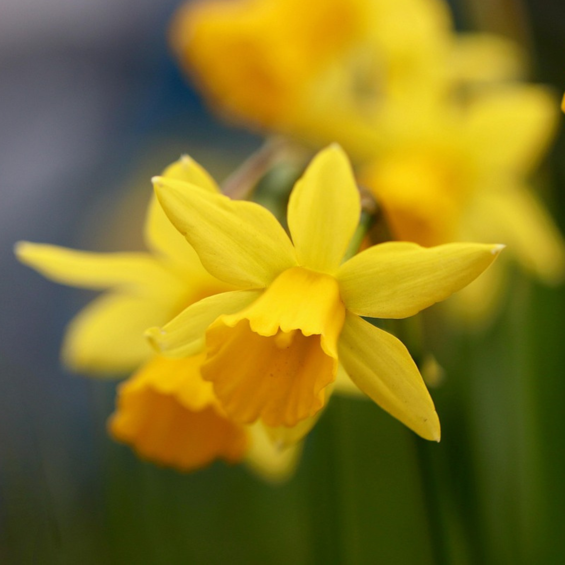 Lote de 50 narcisos Tête-à-Tête – Planta de exterior