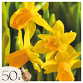 Lote de 50 narcisos Tête-à-Tête – Planta de exterior