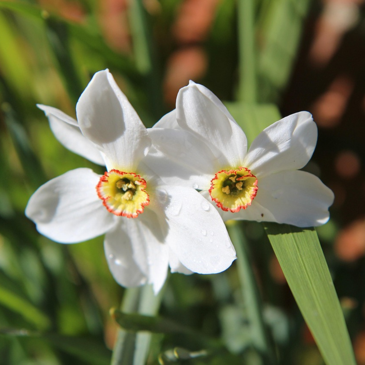 Lote de 30 narcisos Recurvus – Planta de exterior