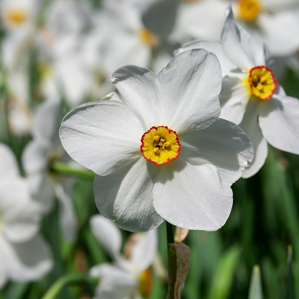 Lote de 30 narcisos Recurvus – Planta de exterior