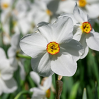 Lote de 30 narcisos Recurvus – Planta de exterior