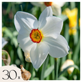 Lote de 30 narcisos Recurvus – Planta de exterior