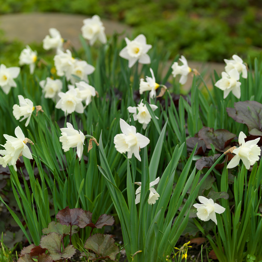Lot De 15 Narcisses Mount Hood – Plante D'Extérieur