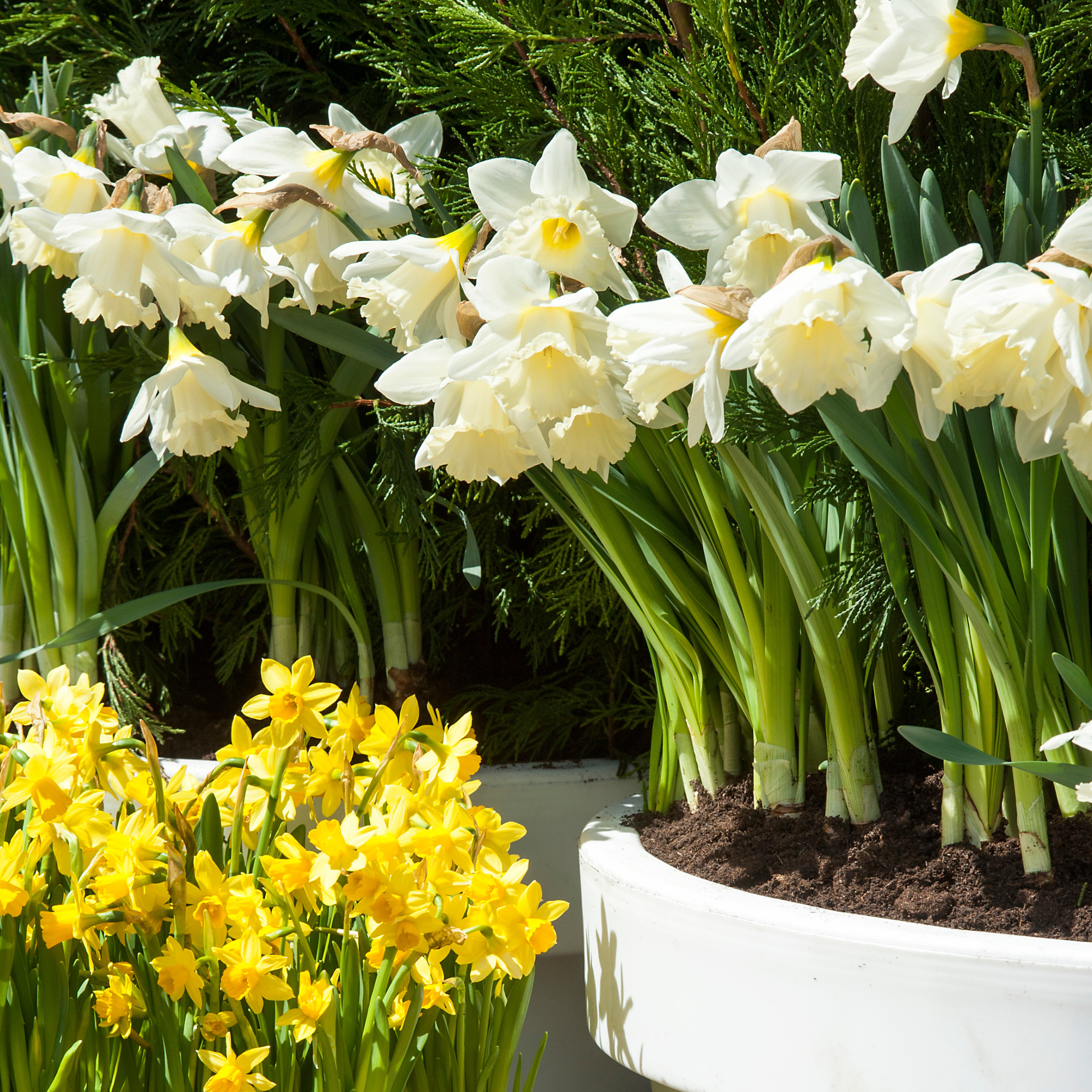 Lot De 15 Narcisses Mount Hood – Plante D'Extérieur