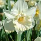 Lot De 15 Narcisses Mount Hood – Plante D'Extérieur