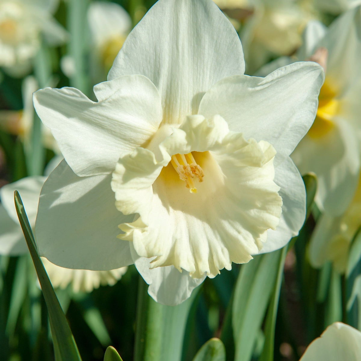 Lot De 15 Narcisses Mount Hood – Plante D'Extérieur