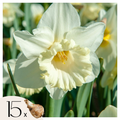 Lot De 15 Narcisses Mount Hood – Plante D'Extérieur