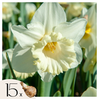 Lot De 15 Narcisses Mount Hood – Plante D'Extérieur