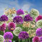 Mezcla de 80 alliums ornamentales – Planta de exterior