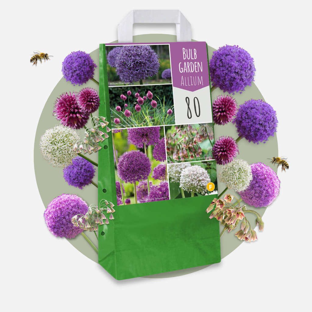 Mezcla de 80 alliums ornamentales – Planta de exterior