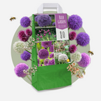 Mezcla de 80 alliums ornamentales – Planta de exterior