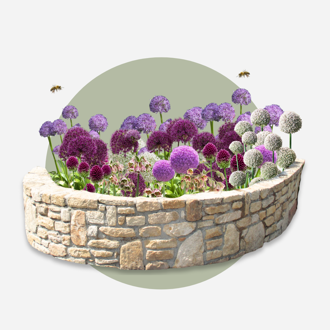 Mezcla de 80 alliums ornamentales – Planta de exterior