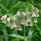Mezcla de 80 alliums ornamentales – Planta de exterior
