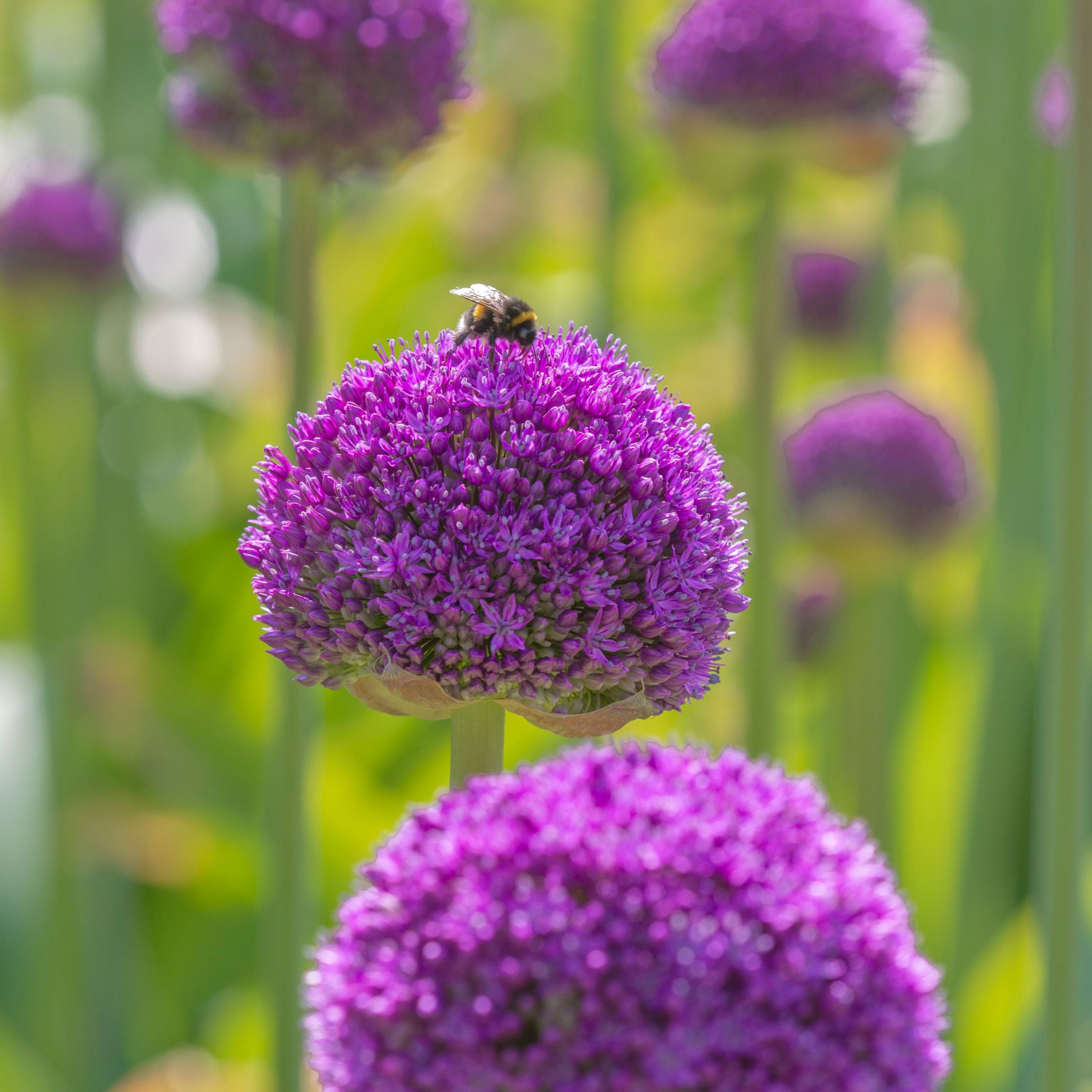 Mezcla de 80 alliums ornamentales – Planta de exterior