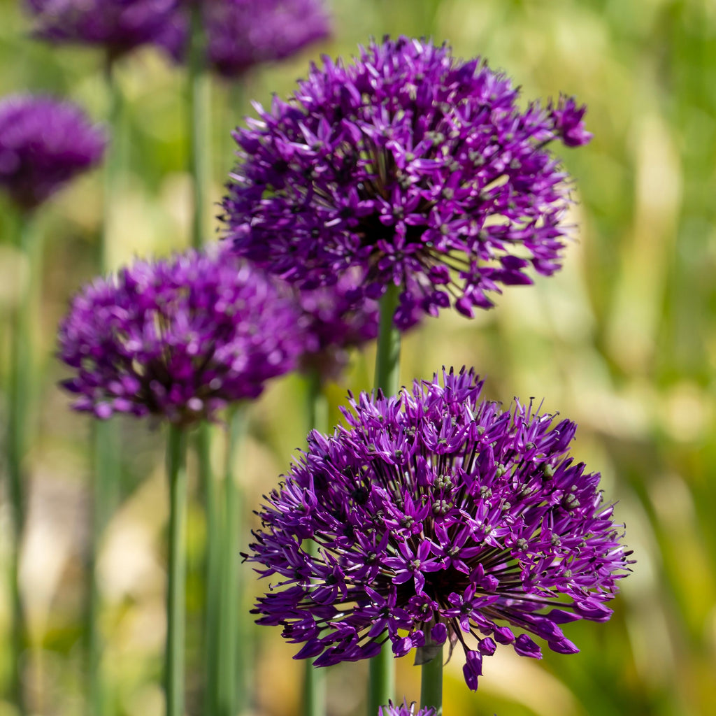 Mezcla de 80 alliums ornamentales – Planta de exterior