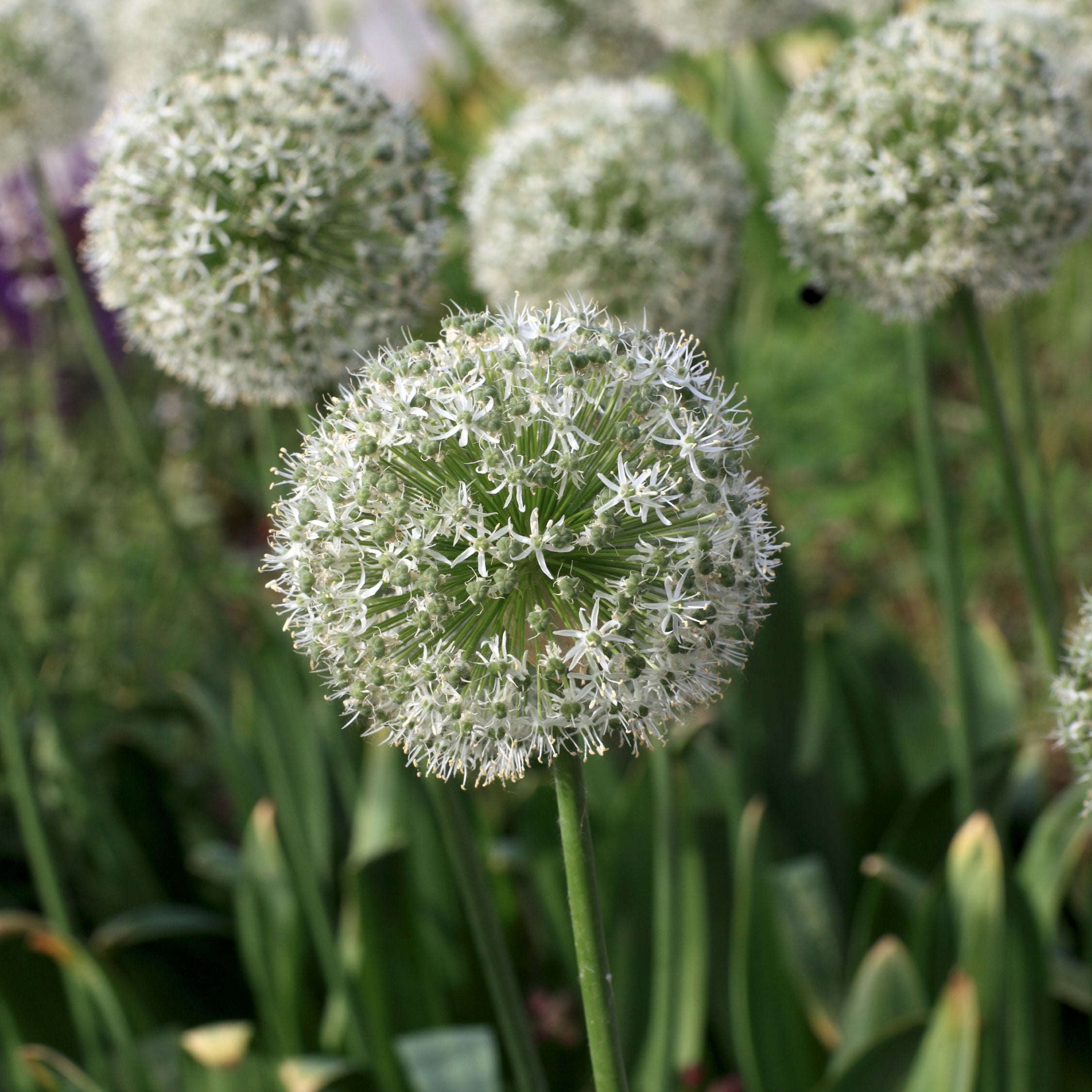 Mezcla de 80 alliums ornamentales – Planta de exterior