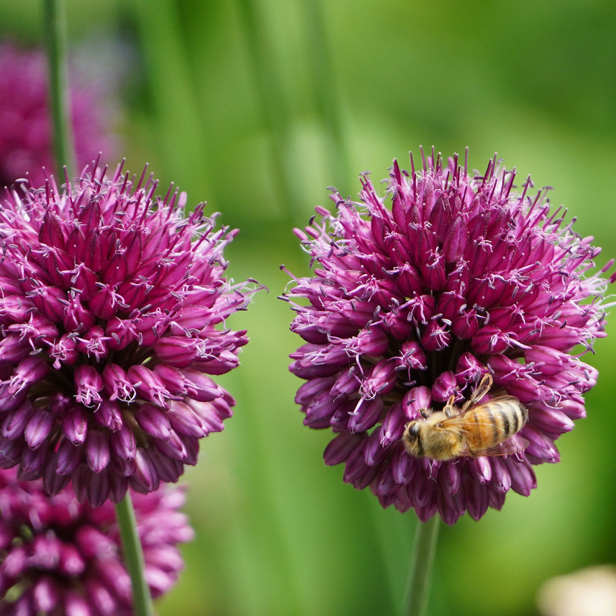 Mezcla de 80 alliums ornamentales – Planta de exterior