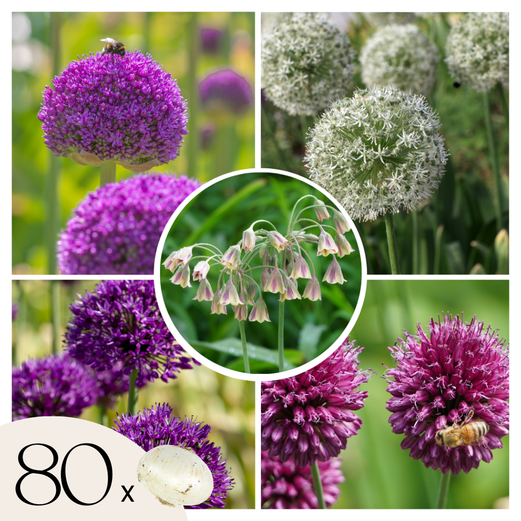 Mezcla de 80 alliums ornamentales – Planta de exterior