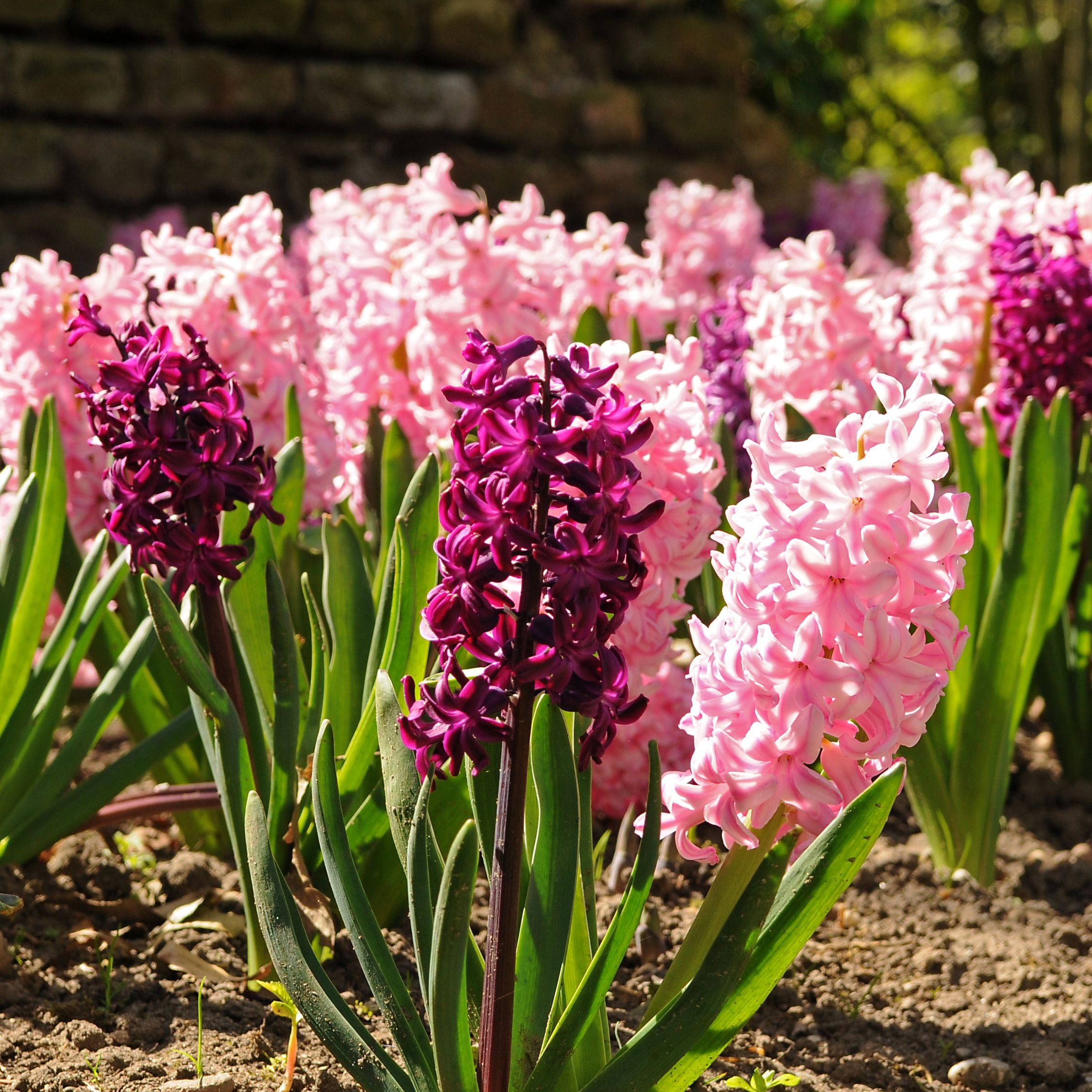 Mix Of 20 Pastel Hyacinths – Outdoor Plant