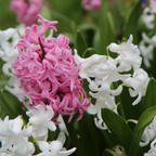 Mix Of 20 Pastel Hyacinths – Outdoor Plant