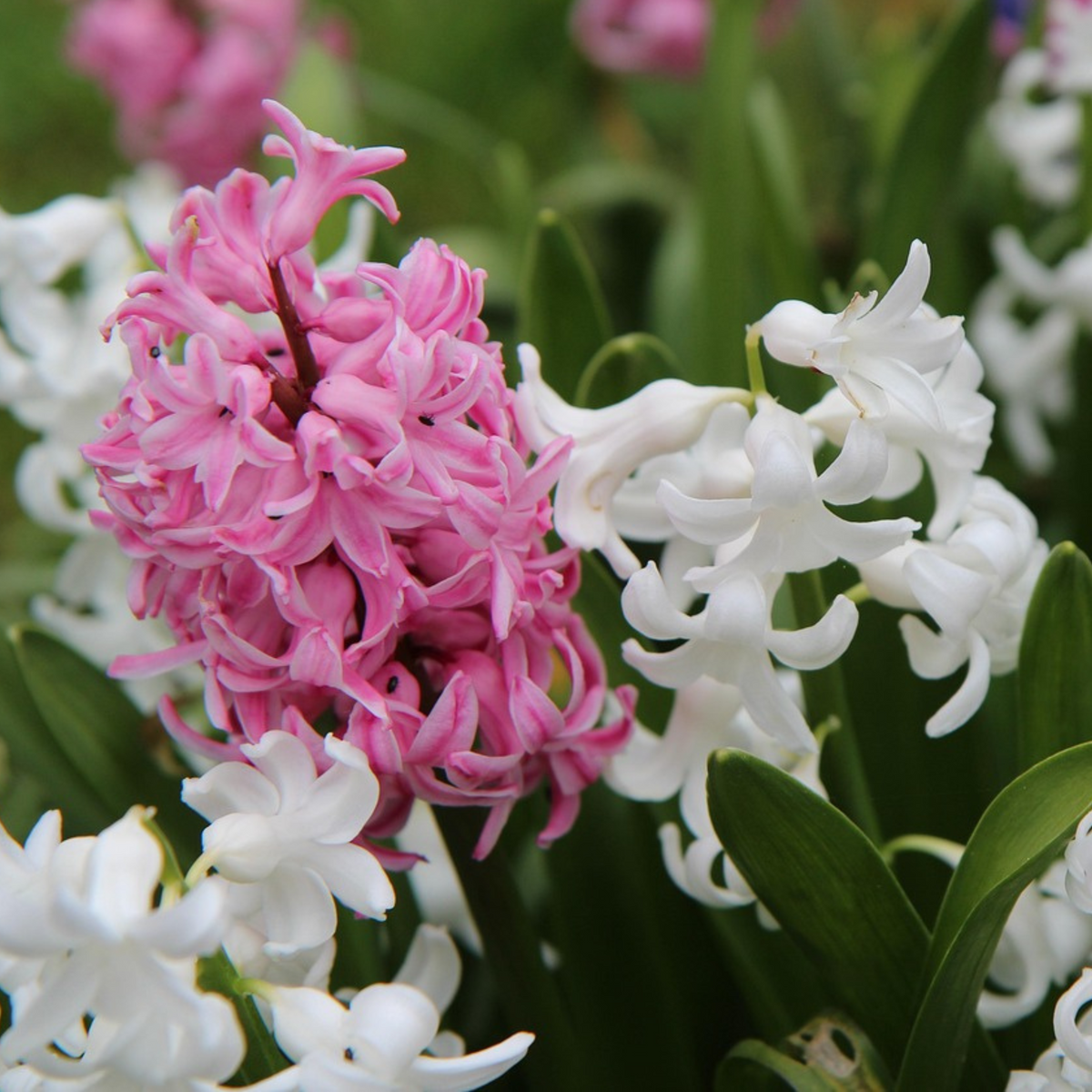Mix Of 20 Pastel Hyacinths – Outdoor Plant