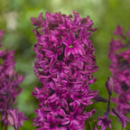 Mix Of 20 Pastel Hyacinths – Outdoor Plant