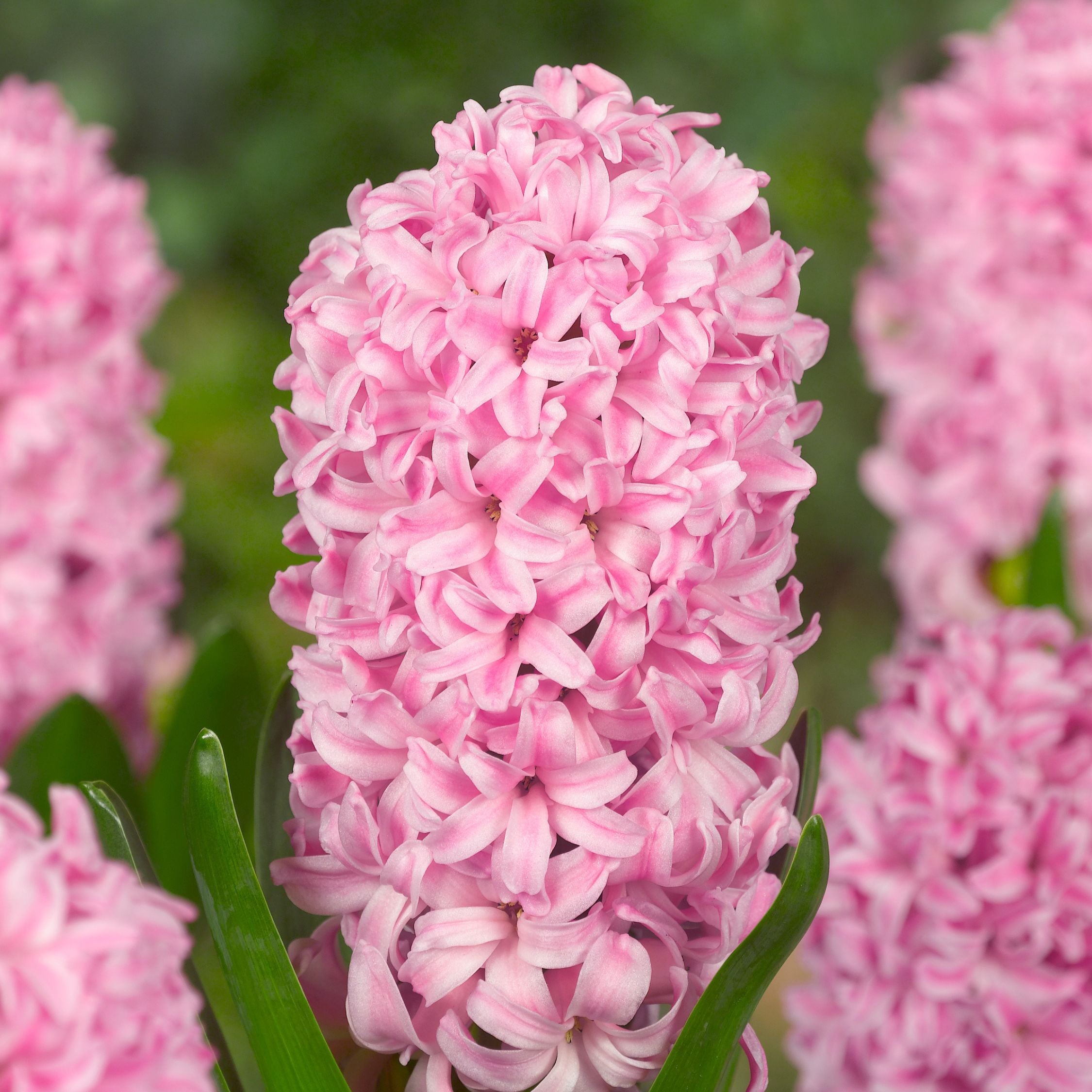 Mix Of 20 Pastel Hyacinths – Outdoor Plant