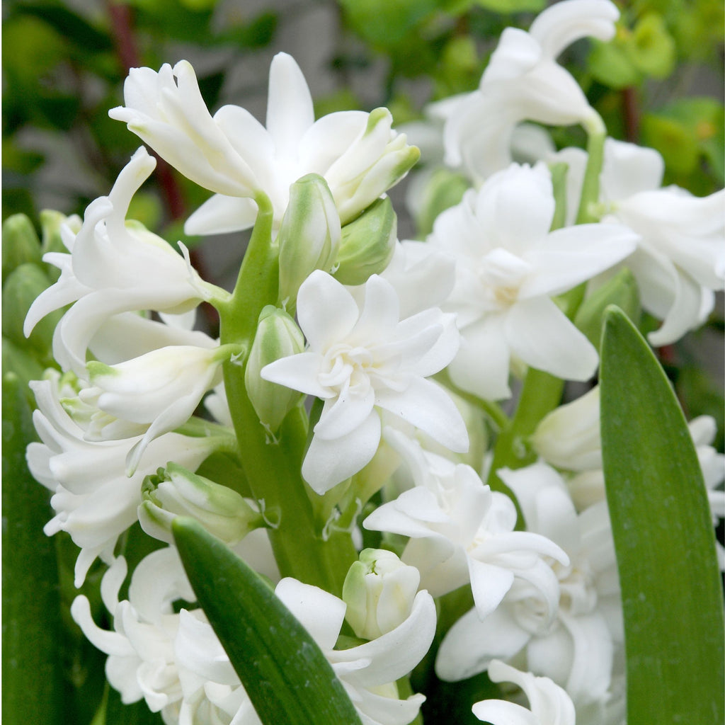 Mix Of 20 Pastel Hyacinths – Outdoor Plant