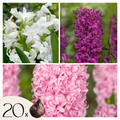 Mix Of 20 Pastel Hyacinths – Outdoor Plant