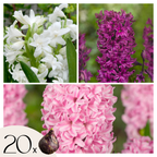 Mix Of 20 Pastel Hyacinths – Outdoor Plant