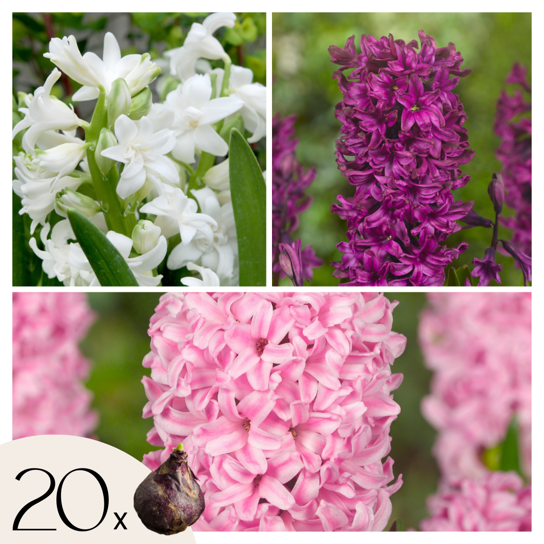 Mix Of 20 Pastel Hyacinths – Outdoor Plant