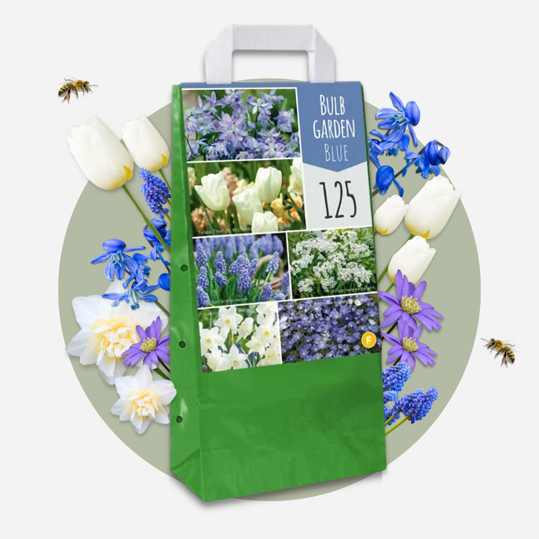 Mix Of 125 Blue Spring Bulbs – Outdoor Plant