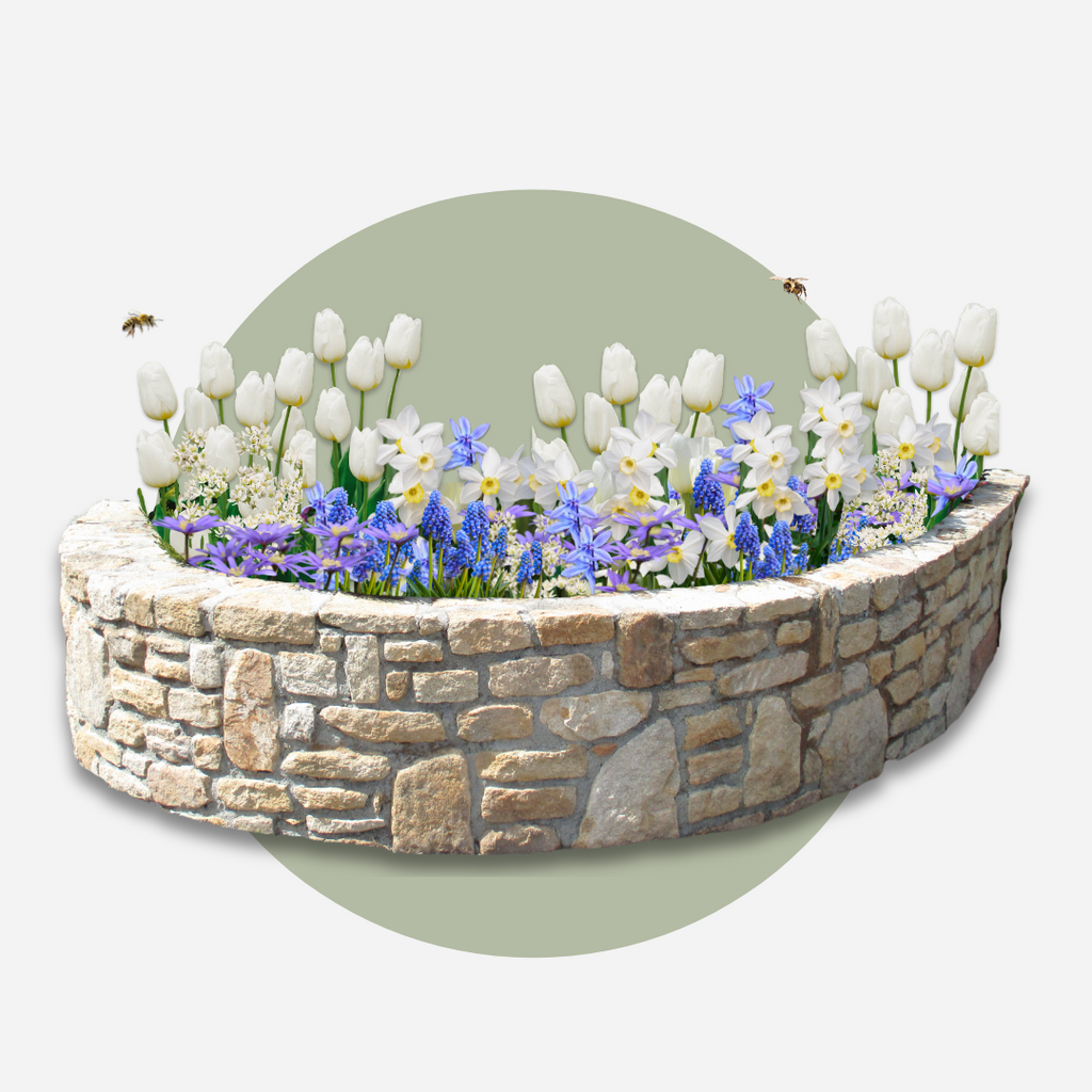 Mix Of 125 Blue Spring Bulbs – Outdoor Plant
