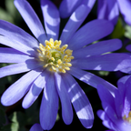 Mix Of 125 Blue Spring Bulbs – Outdoor Plant