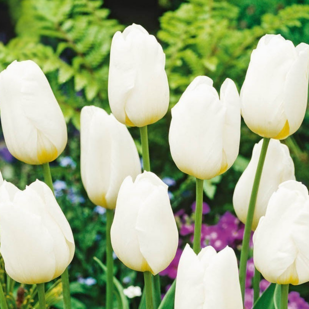 Mix Of 125 Blue Spring Bulbs – Outdoor Plant