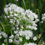 Mix Of 125 Blue Spring Bulbs – Outdoor Plant