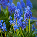 Mix Of 125 Blue Spring Bulbs – Outdoor Plant