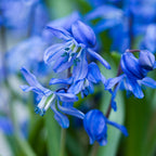 Mix Of 125 Blue Spring Bulbs – Outdoor Plant