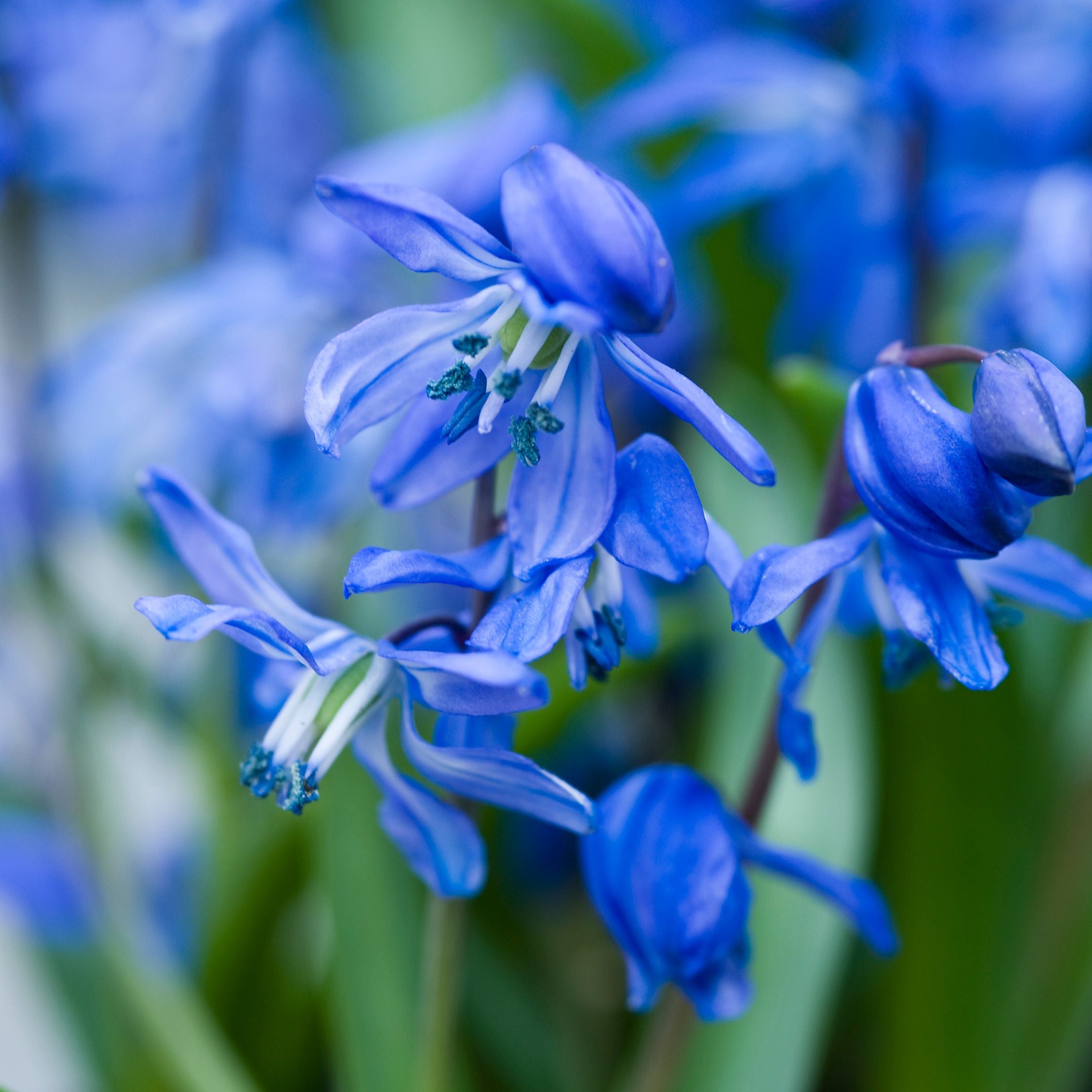 Mix Of 125 Blue Spring Bulbs – Outdoor Plant