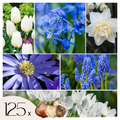 Mix Of 125 Blue Spring Bulbs – Outdoor Plant