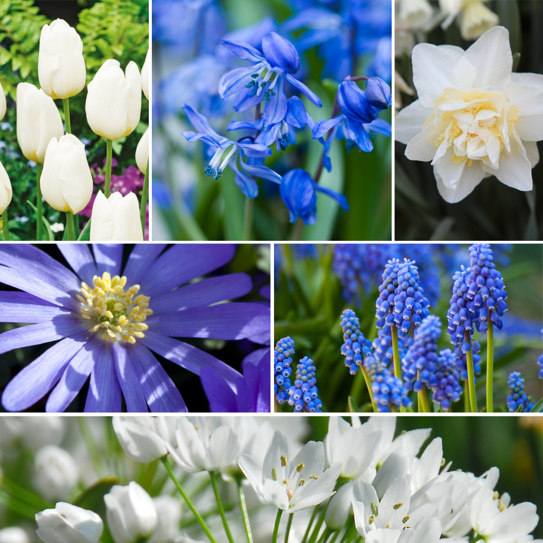 Mix Of 125 Blue Spring Bulbs – Outdoor Plant