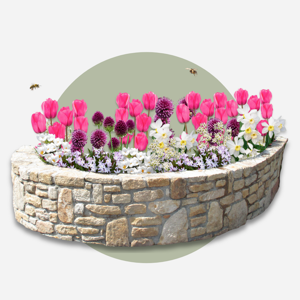 Mix of 125 Spring Bulbs – Outdoor Plant