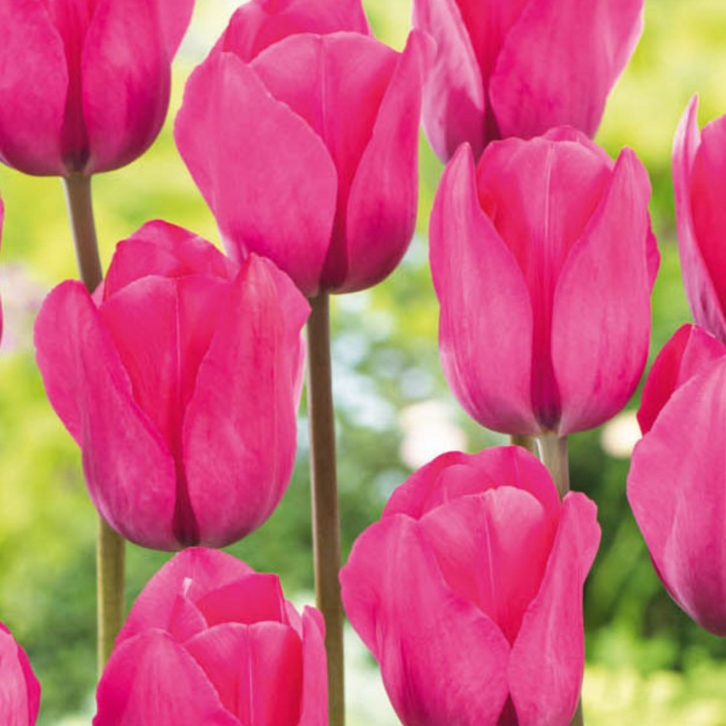 Mix of 125 Spring Bulbs – Outdoor Plant