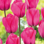 Mix of 125 Spring Bulbs – Outdoor Plant