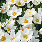 Mix of 125 Spring Bulbs – Outdoor Plant
